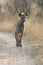 Lone Hyena walking along dirt road scavenging for food