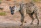 Lone hyena walking in the veld
