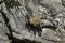 A lone Ibex on a cliff