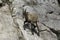 A lone Ibex on a cliff