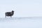 Lone Icelandic black sheep in bleak wild snow storm stoichally facing into the wind