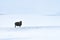 Lone Icelandic black sheep in bleak wild snowscape with gently falling snow