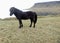 A lone Icelandic horse