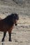 Lone Icelandic Horse on a Farm