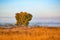 Lone inclined tree on the autumn meadow. Colored background in the haze