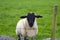 Lone irish sheep