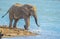 A lone isolated elephaant drinking water from a waterhole in hot summer