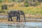 A lone isolated elephaant drinking water from a waterhole in hot summer