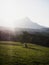 Lone isolated tree on green grass field meadow in front of mountain range Totes Gebirge in Upper Austria alps Europe