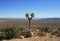 Lone Joshua Tree