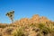 Lone Joshua Tree In Early Morning Light