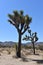 Lone Joshua Tree With Large Boulders in California