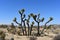 Lone Joshua Tree With Large Boulders in California