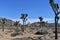 Lone Joshua Tree With Large Boulders in California