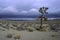 Lone Joshua tree in Mojave desert