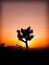 Lone Joshua Tree At Sunset