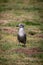 A Lone Juvenile Lesser Black-Backed Gull, on Skomer Island off the Pembrokeshire Coast
