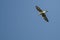Lone Killdeer Flying in a Blue Sky