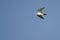 Lone Killdeer Flying in a Blue Sky