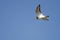 Lone Killdeer Flying in Blue Sky