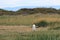A lone King Penguin, Aptenodytes patagonicus, running across the grass at Parque Pinguino Rey, Tierra del Fuego Patagonia