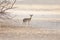 A lone Kirk\'s Dik-dik