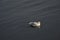 Lone Kitty wake gull in dark water with circles around genus Rissa