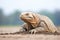 lone komodo dragon on sandy mound