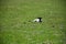 Lone Lamb with a Black Face Resting in a Field