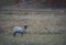 Lone lamb inside of a electric fencing