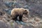 Lone Large Grizzly Bear in the mountain above the Savage River in Denali National Park in Alaska USA