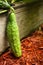Lone, Large Leaning Green Pickling Cucumber