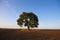 A lone large oak tree in the middle of an agricultural field