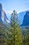 Lone large pine tree cutting through Yosemite Valley from Tunnel View