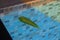 Lone leaf floating the pool with ray of light in the corner in d