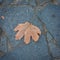 Lone leaf on the pavement