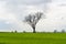 Lone leafless big tree in a green corn field