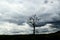 Lone leafless tree on horizon with dramatic turbulent storm clouds in the background