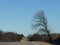 Lone leafless tree on the roadside