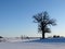 Lone leafless tree in snow covered winter landscape