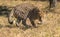 A lone leopard in African bush