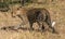 A lone leopard in African bush