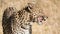 A lone leopard in African bush