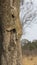 Lone leopard climbing fast down a high tree trunk in nature during daytime