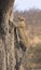 Lone leopard climbing fast up a high tree in nature during dayti