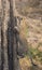 Lone leopard climbing fast up a high tree in nature during daytime