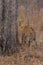 Lone leopard marking his territory on tree to keep others out