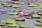 Lone lily in Mapleton Lilyponds Queensland