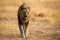 Lone lion male walking through dry brown grass hunt for food