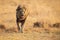 Lone lion male walking through dry brown grass hunt for food